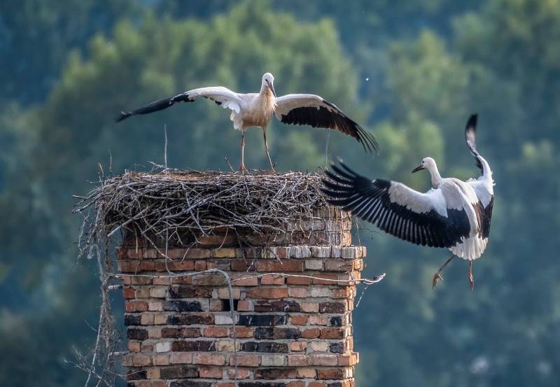 Expert Chimney Animal Removal in Hamburg, MI Professional Chimney Animal Removal Services in Hamburg, Michigan