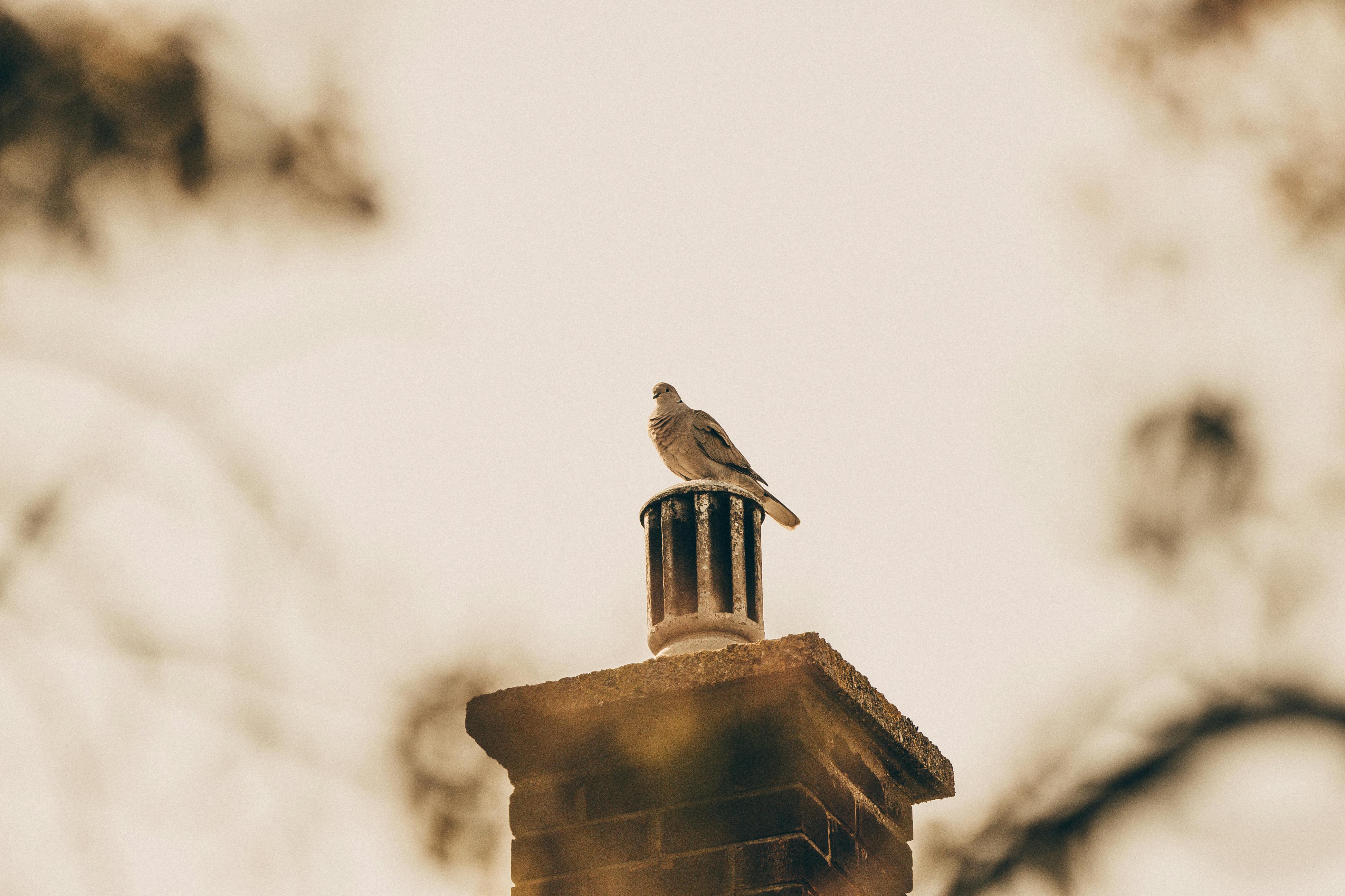 Professional Chimney Cap Installation Services in Hamburg, MI Expert Chimney Cap Installation in Hamburg, Michigan